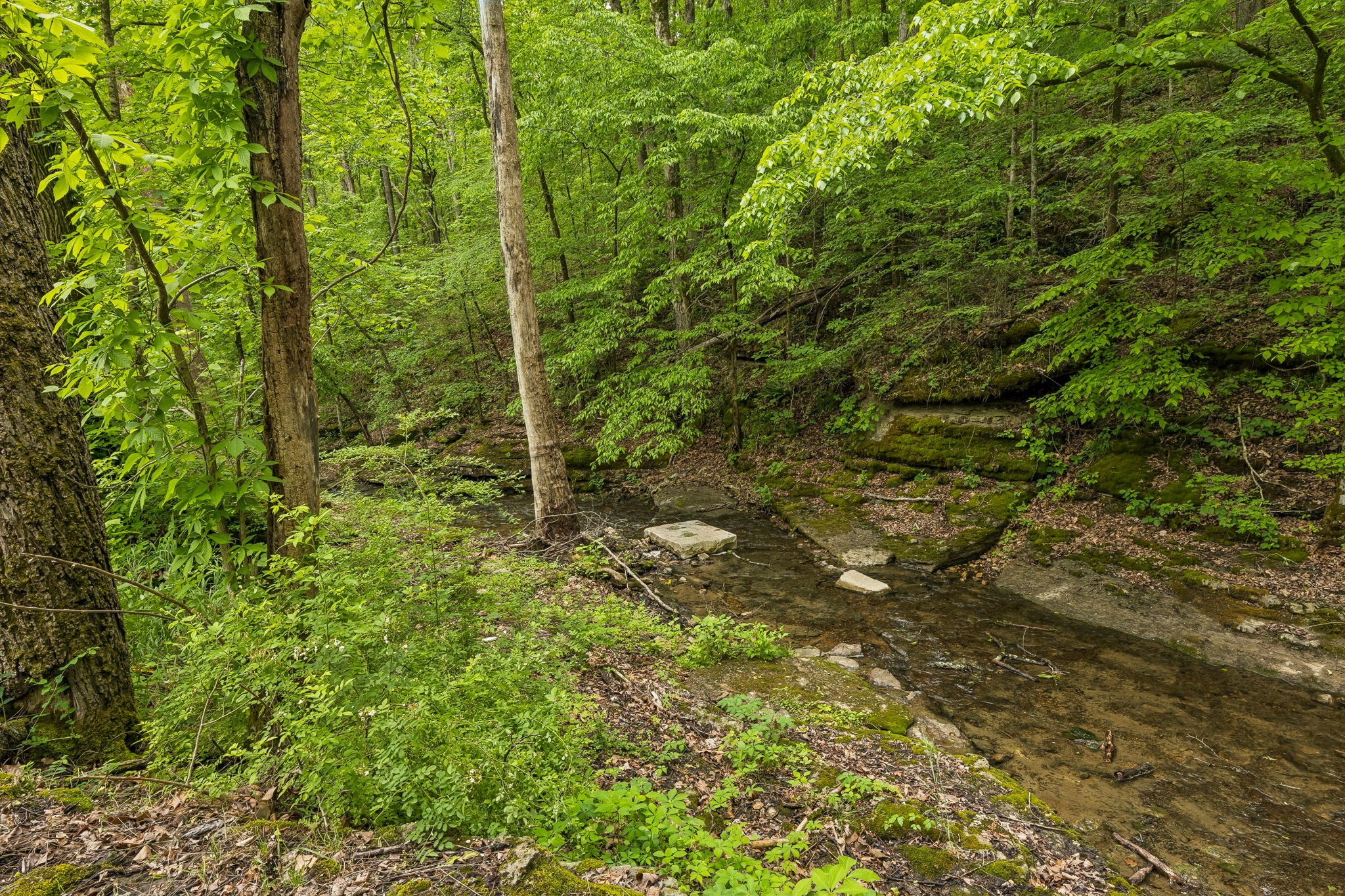 831 Defeated Creek Road Centerville, TN 37033 - Photo 22 of 26 a view of a forest