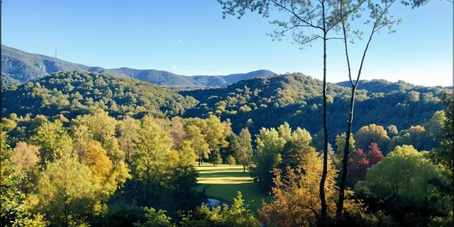 a view of a bunch of flowers and trees