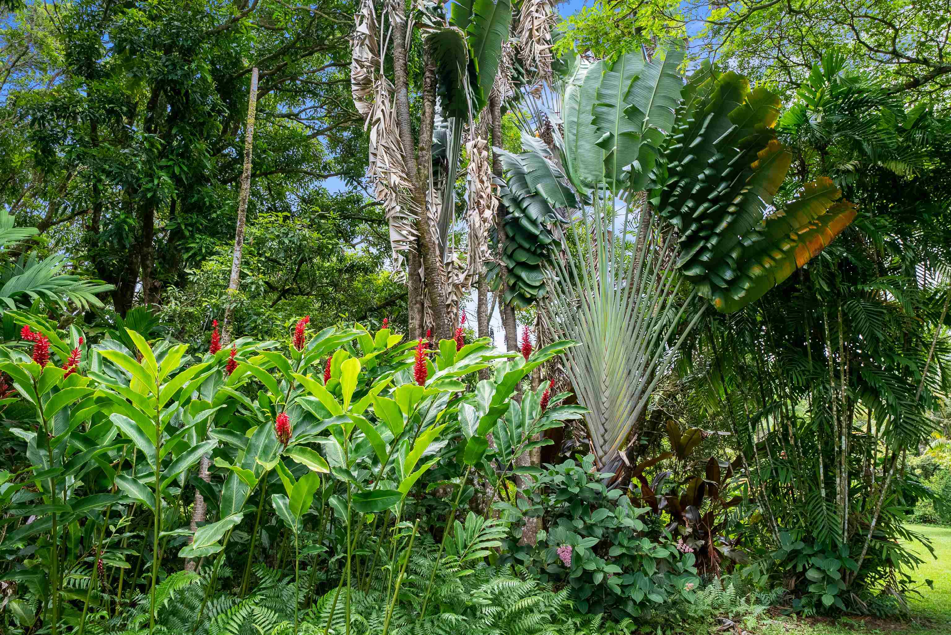 1600 Lower Nahiku Road Hana, HI 96713 - Photo 15 of 23 a plant view in yard