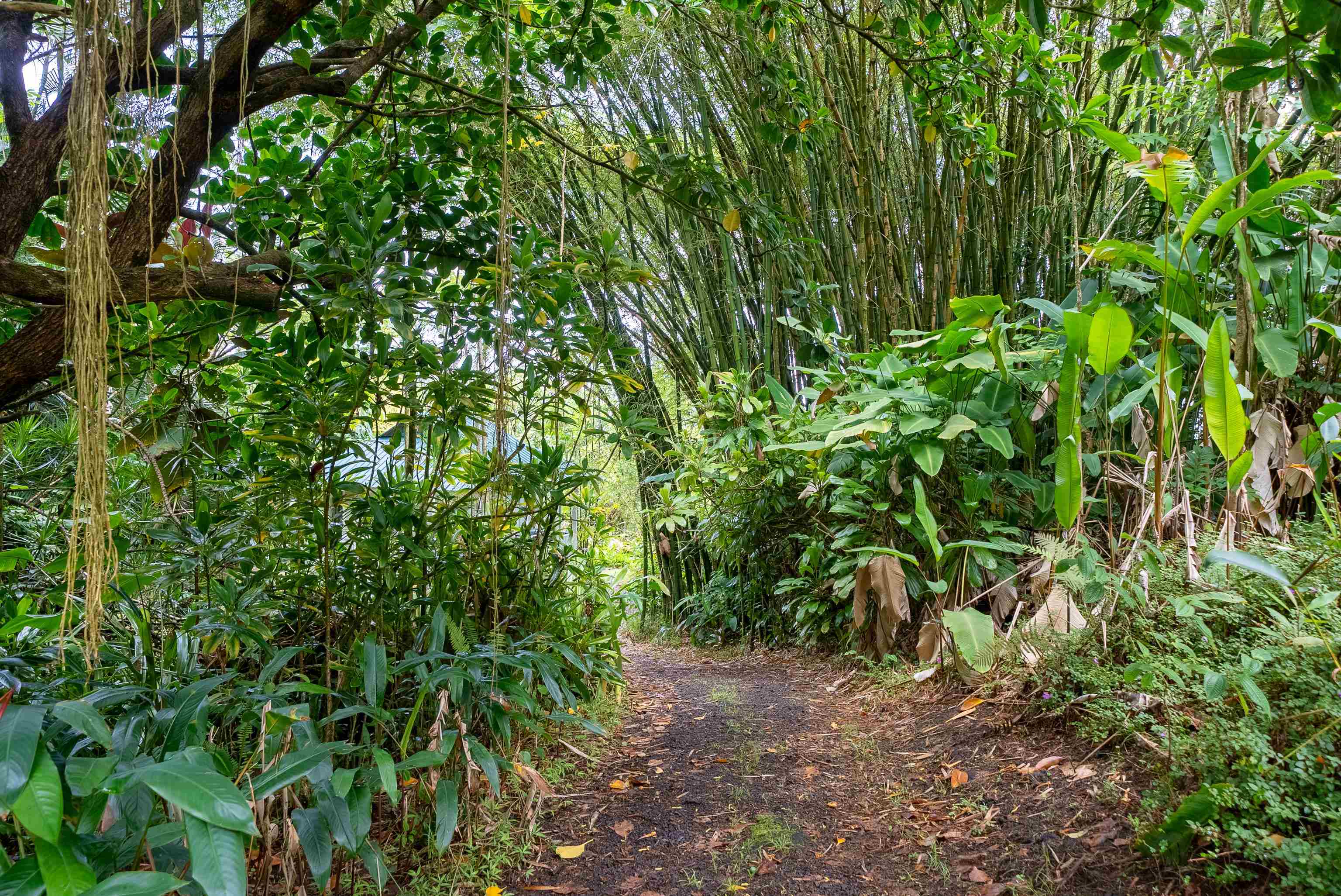 1600 Lower Nahiku Road Hana, HI 96713 - Photo 16 of 23 a backyard of a house with lots of green space