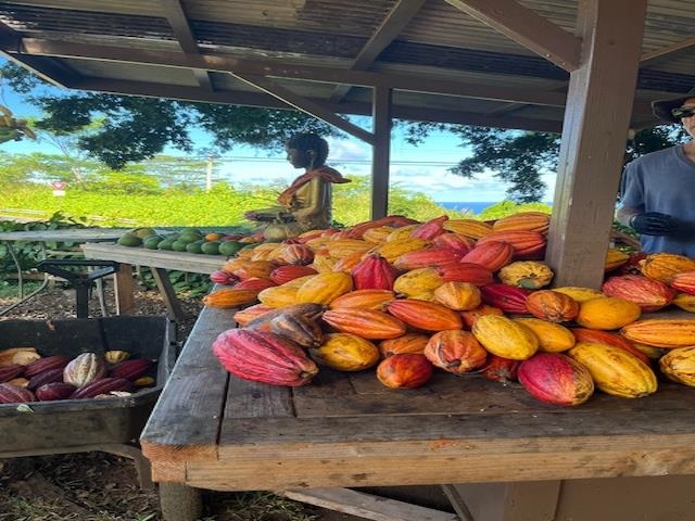 1600 Lower Nahiku Road Hana, HI 96713 - Photo 18 of 23