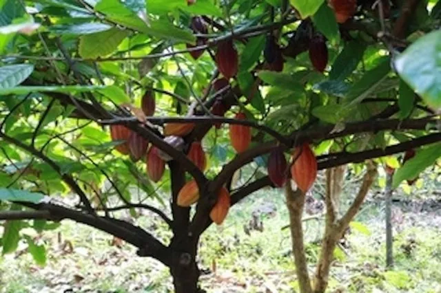 a view of a field with flowers and near it