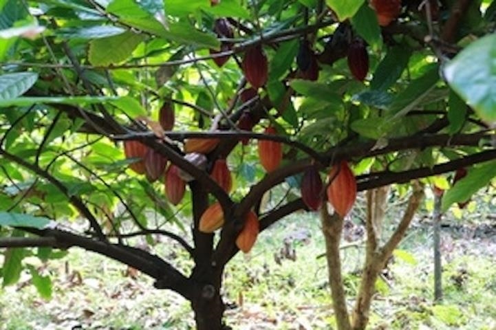 1600 Lower Nahiku Road Hana, HI 96713 - Photo 19 of 23 a backyard of a tree