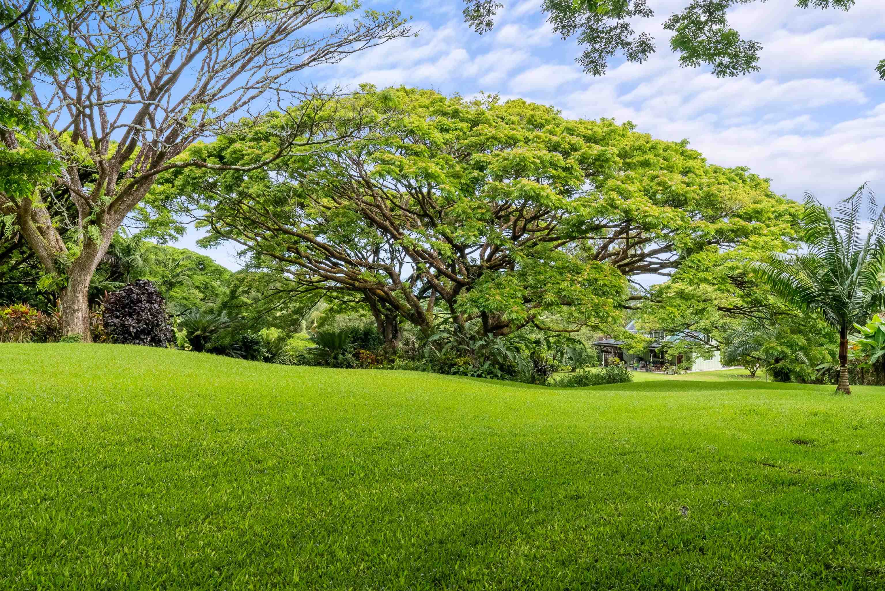 1600 Lower Nahiku Road Hana, HI 96713 - Photo 20 of 23 a view of a garden with a tree