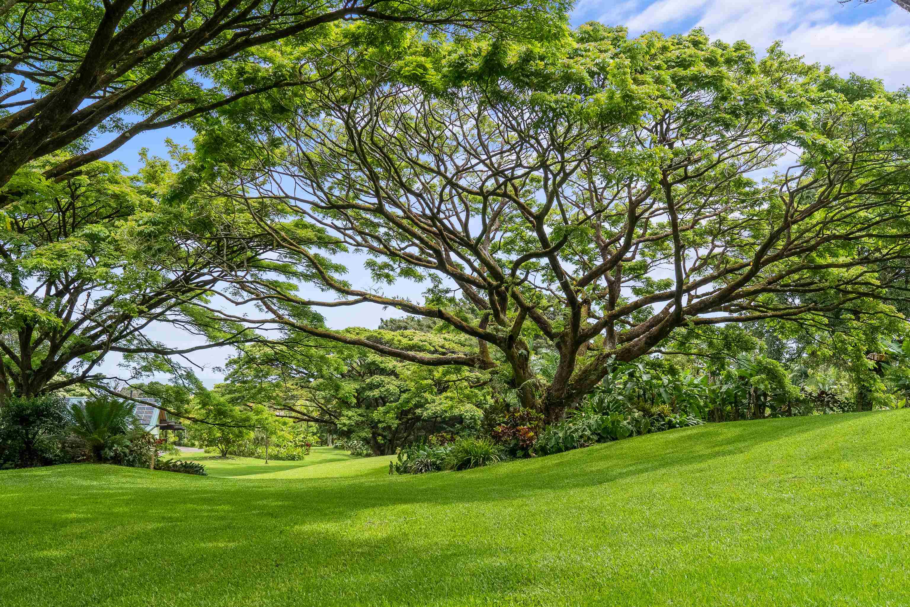 1600 Lower Nahiku Road Hana, HI 96713 - Photo 6 of 23 a view of a grassy field with trees