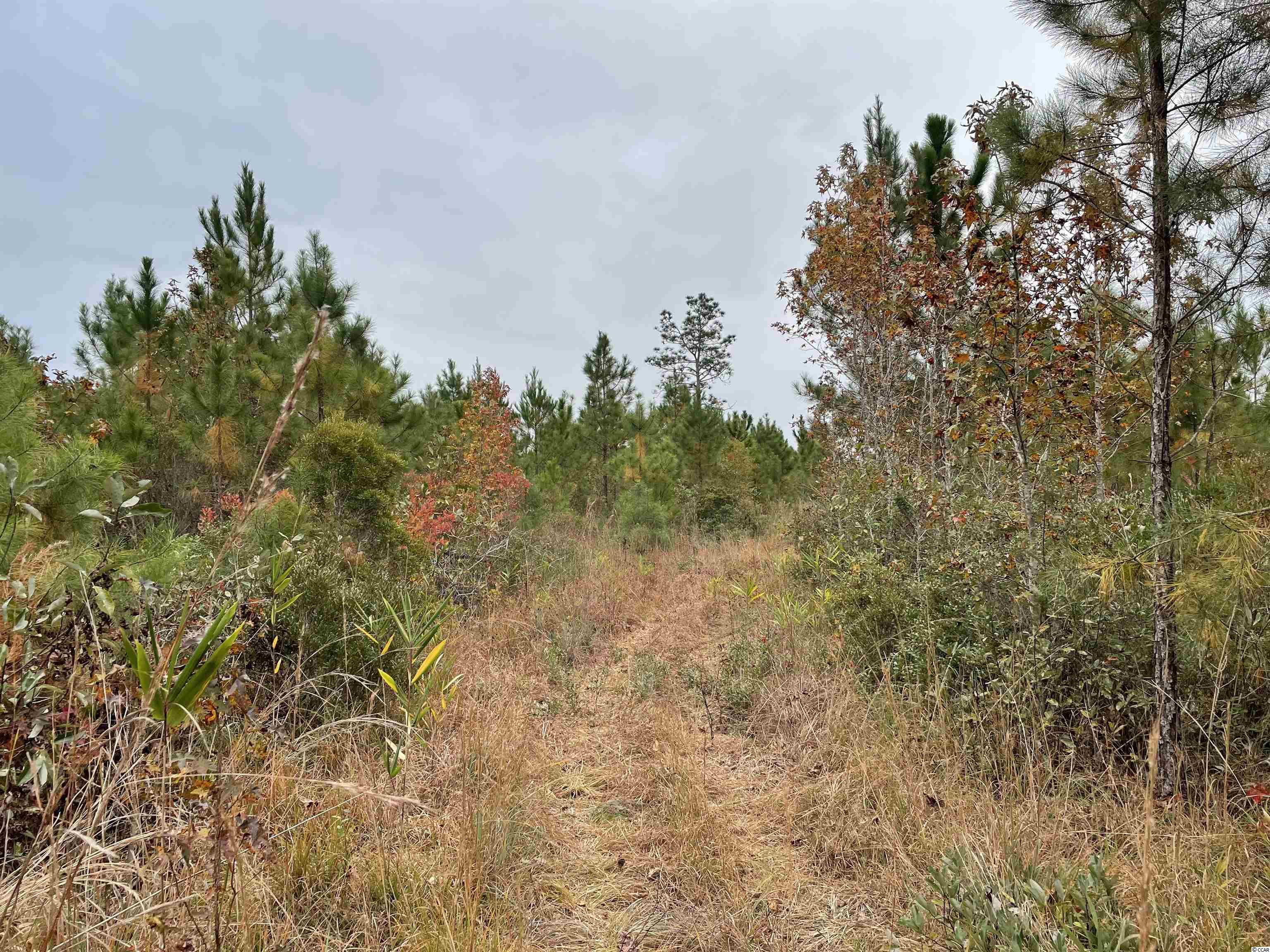 Tbt Tbt Steadfast Road Andrews, SC 29510 - Photo 2 of 6