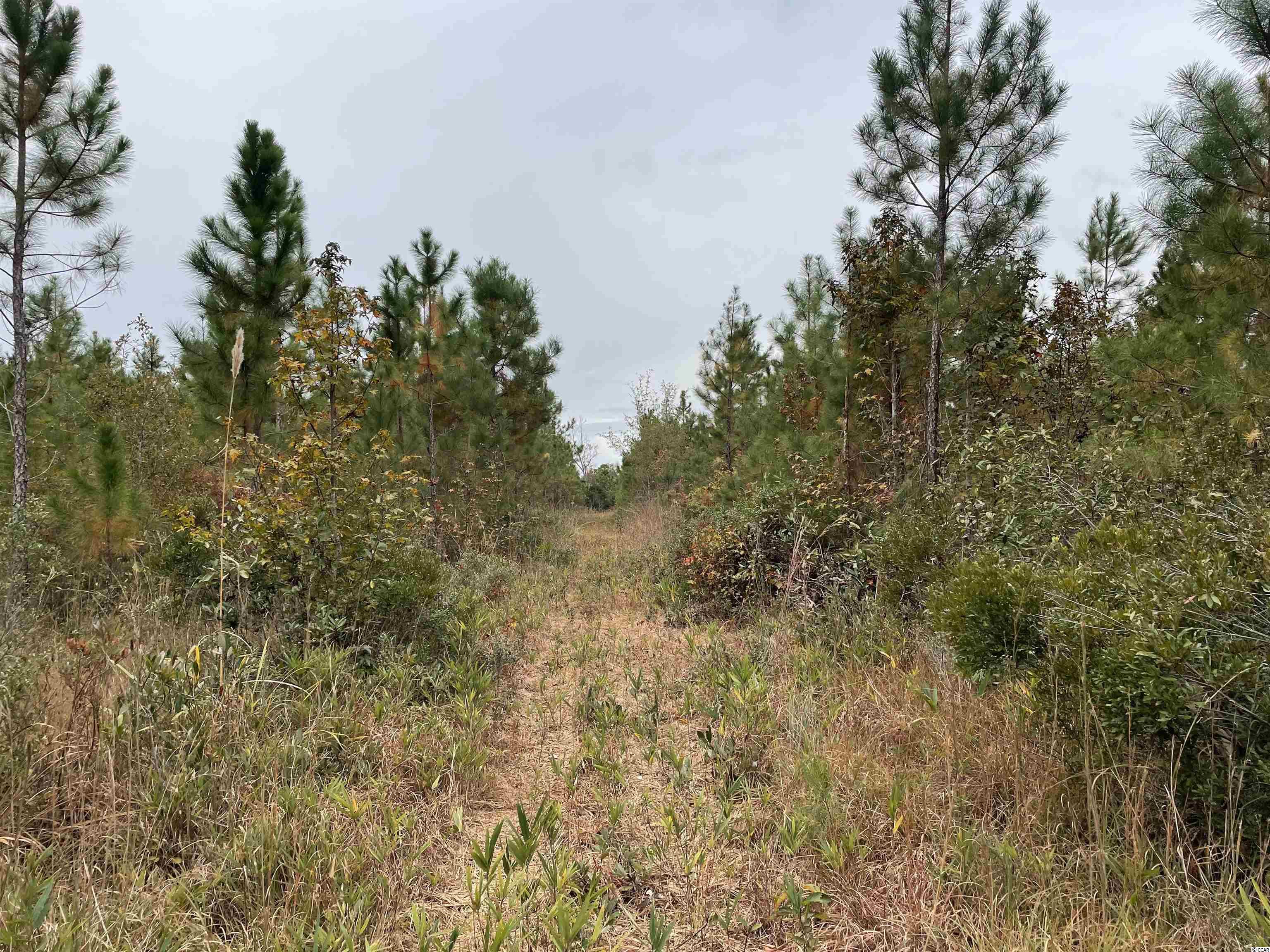 Tbt Tbt Steadfast Road Andrews, SC 29510 - Photo 3 of 6