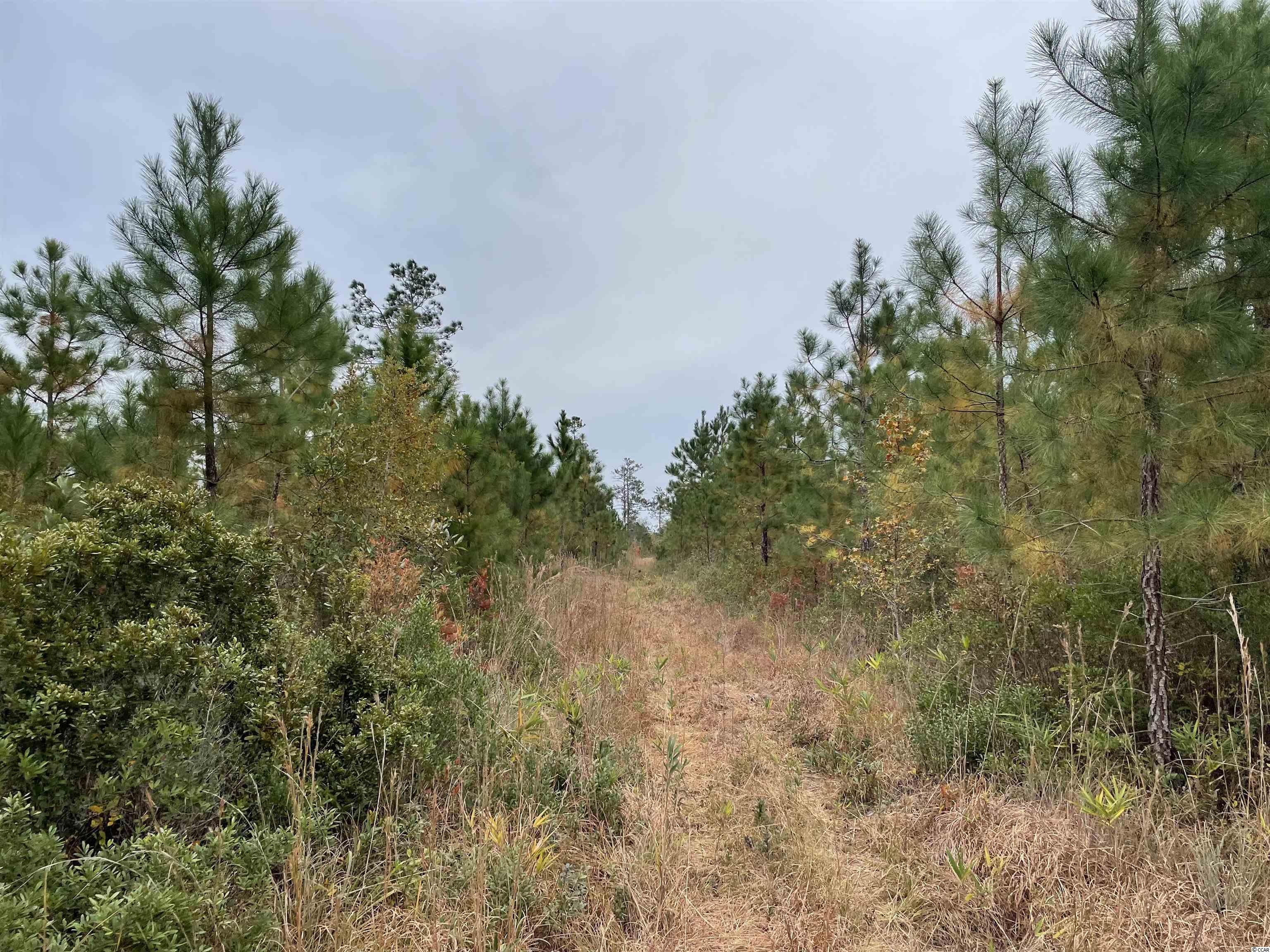 Tbt Tbt Steadfast Road Andrews, SC 29510 - Photo 4 of 6