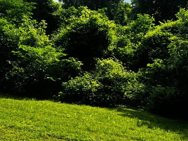a view of a garden