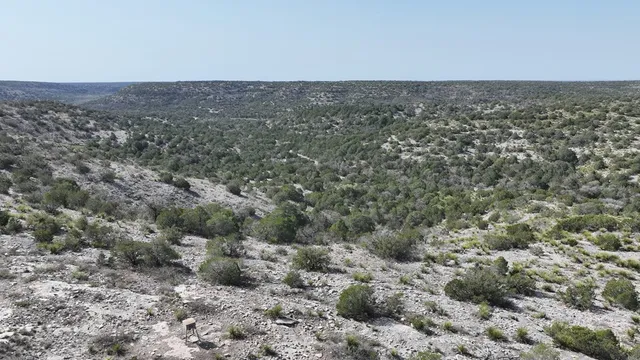 a view of a dry yard