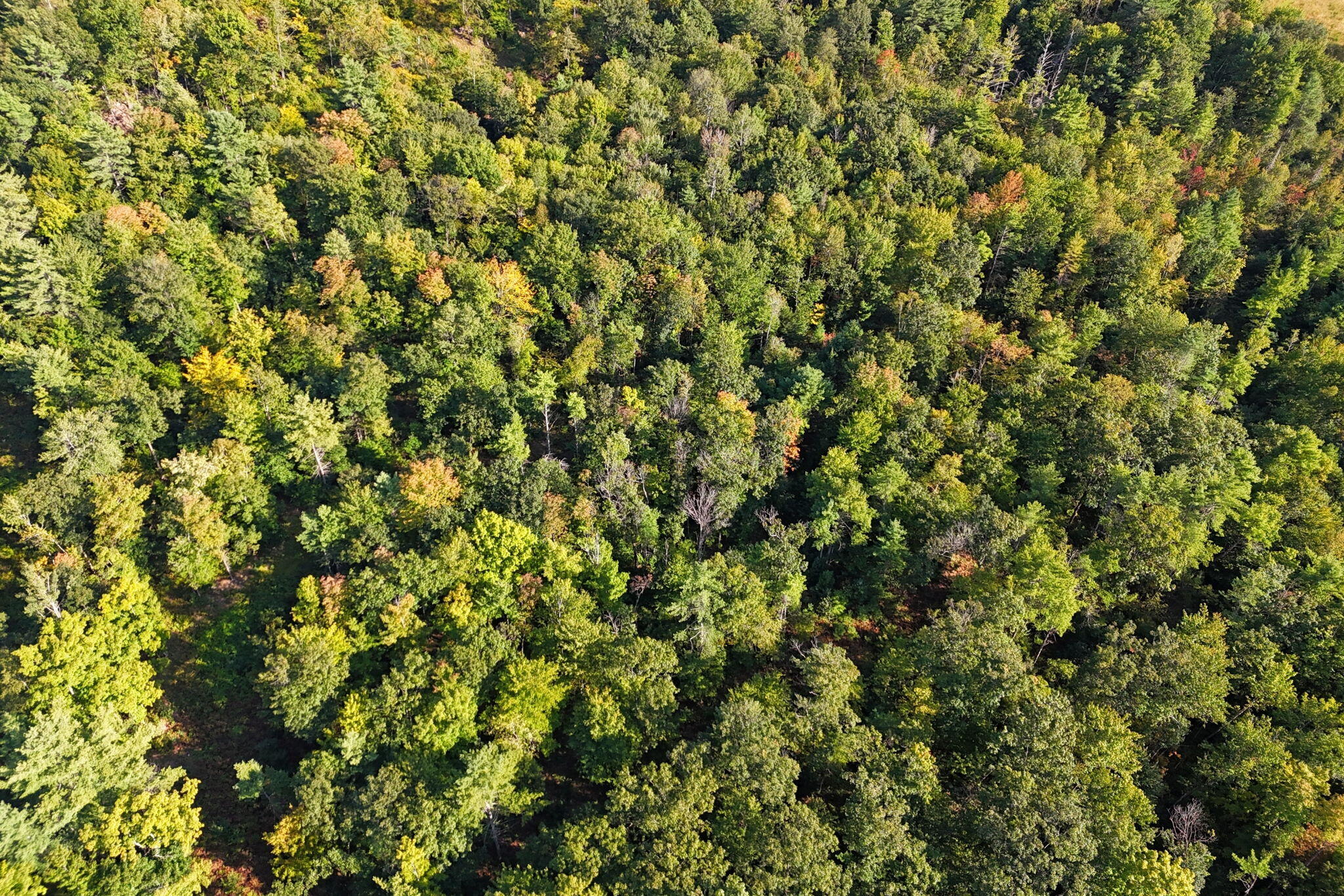 Lot 20 Quimby Road Turner, ME 04282 - Photo 12 of 17 11-web-or-mls-quimby-rd