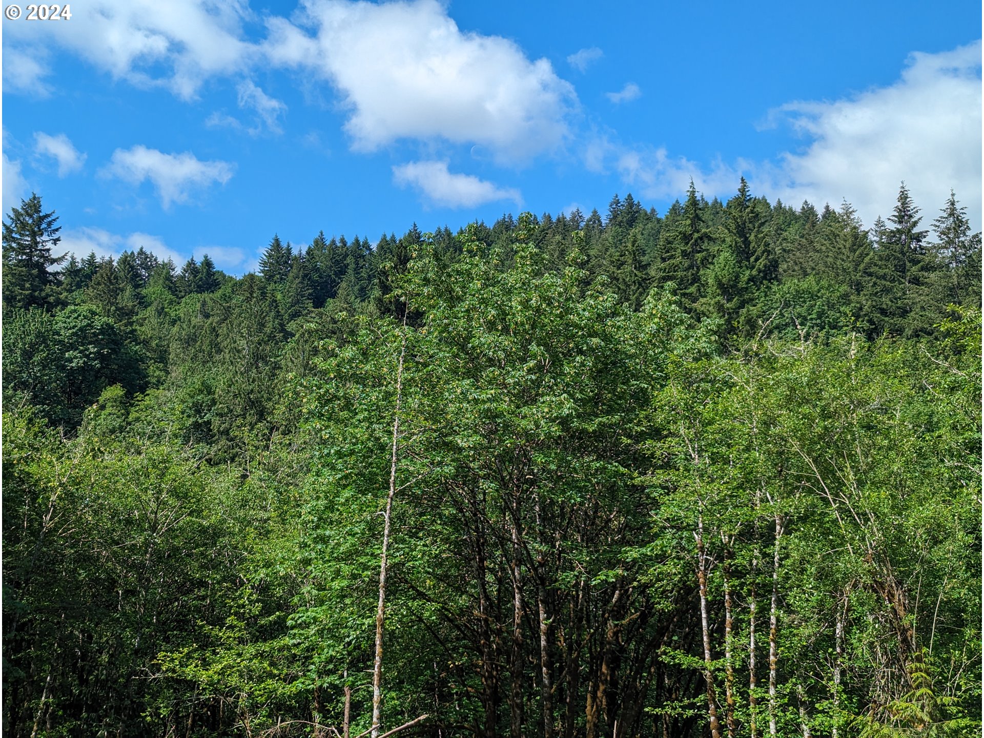 13700 Northwest Cornelius Pass Road Portland, OR 97231 - Photo 7 of 13 a view of a city with lush green forest