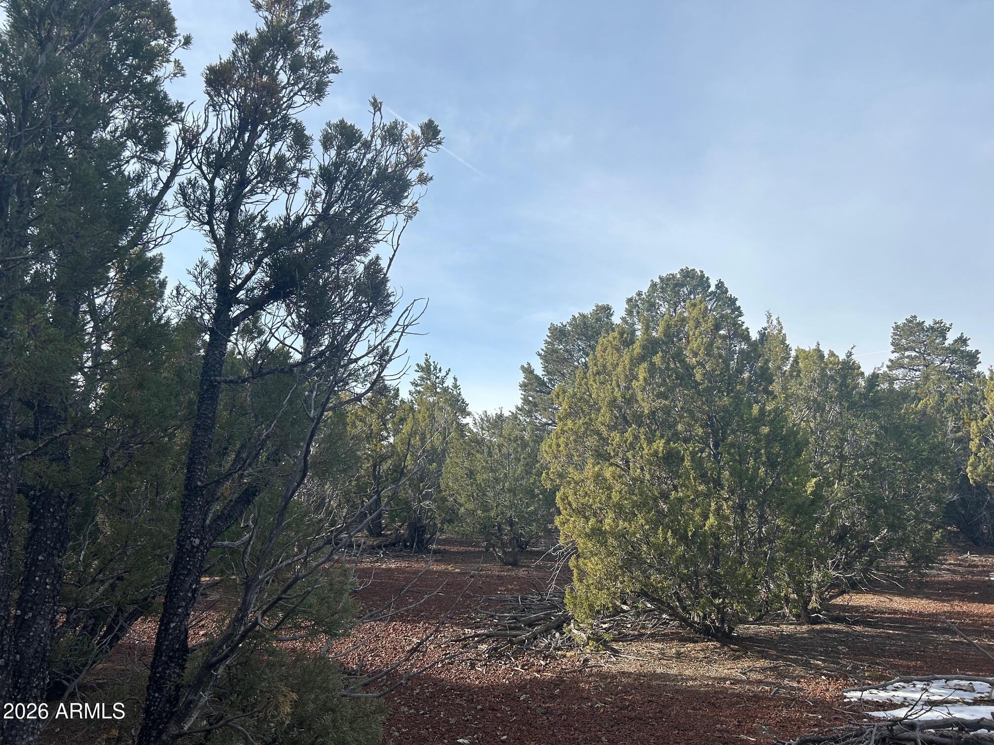 Lot 86 Ricks Road, Unit 86 Concho, AZ 85924 - Photo 11 of 14 a view of a yard with large trees