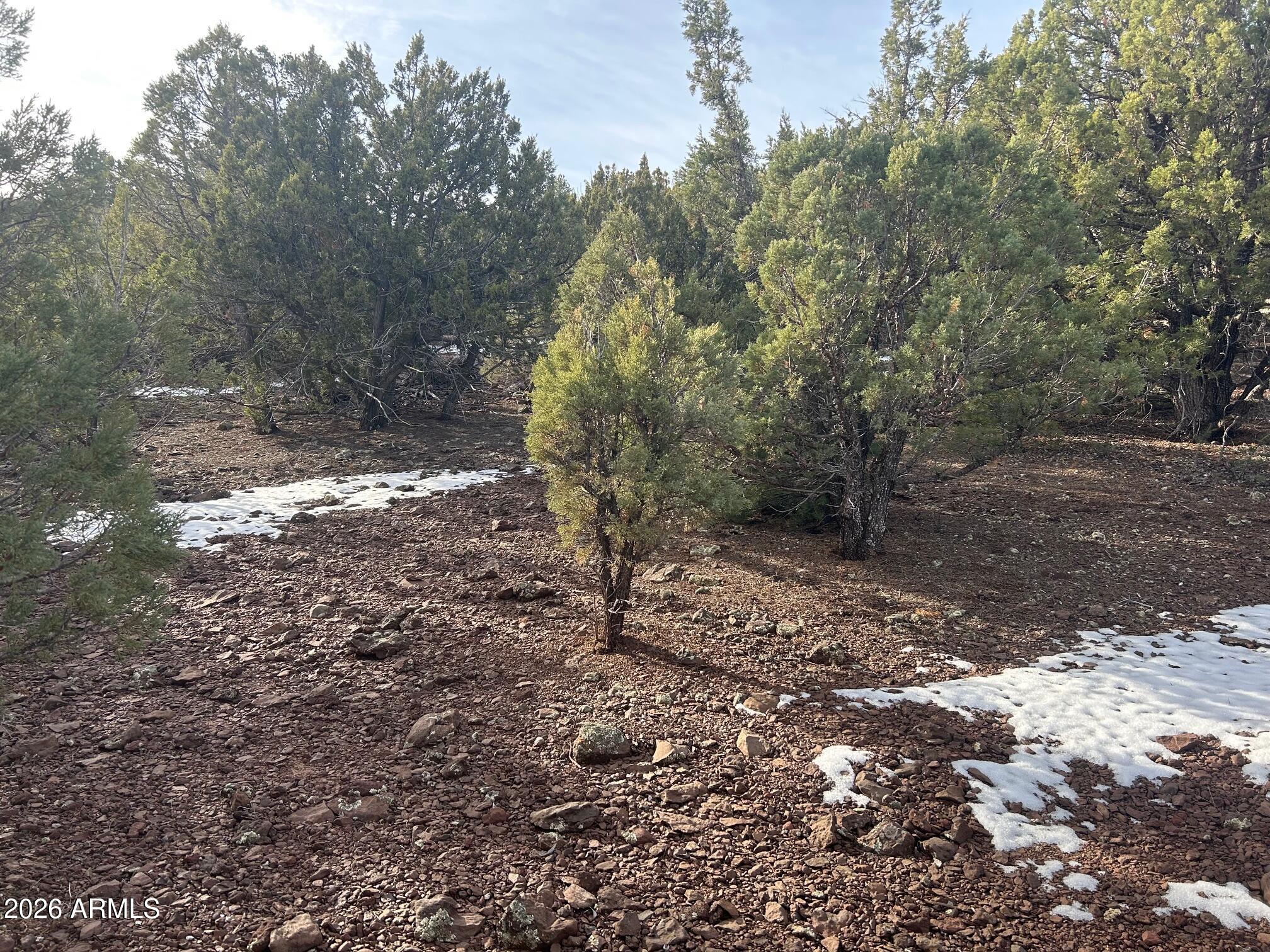 Lot 86 Ricks Road, Unit 86 Concho, AZ 85924 - Photo 14 of 14 a view of a forest filled with trees