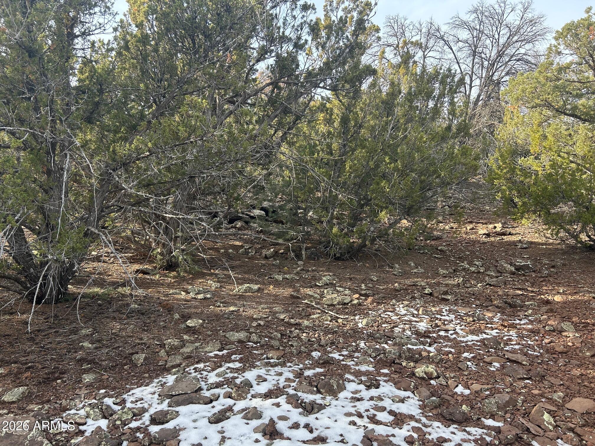Lot 86 Ricks Road, Unit 86 Concho, AZ 85924 - Photo 4 of 14 a view of a yard with a tree