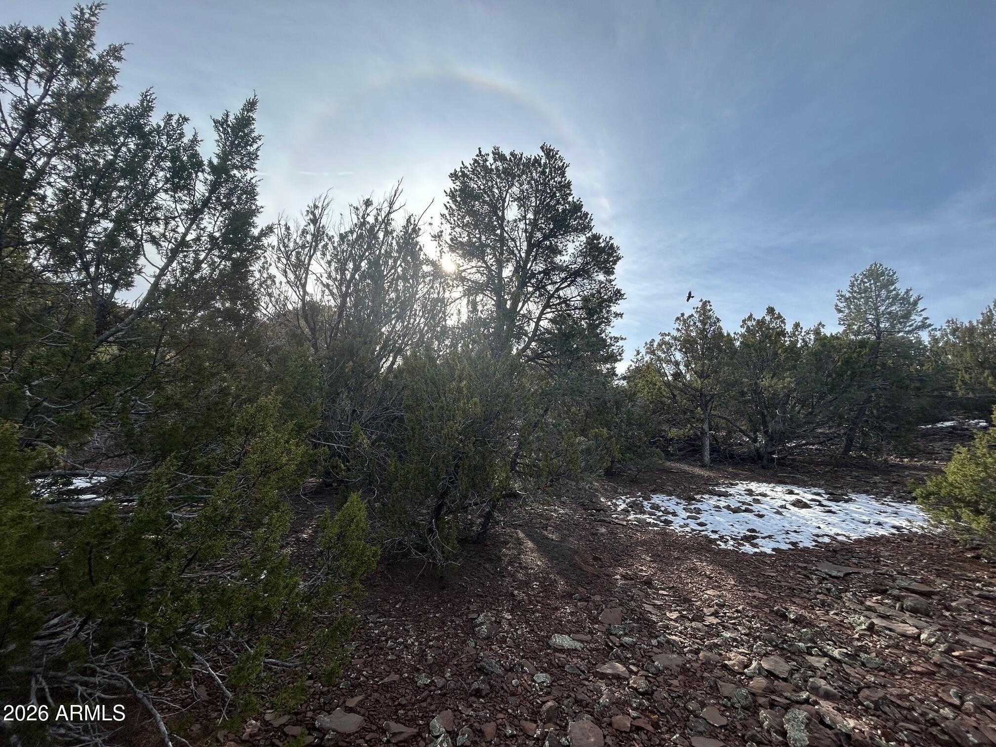 Lot 86 Ricks Road, Unit 86 Concho, AZ 85924 - Photo 7 of 14 a view of a forest filled with trees