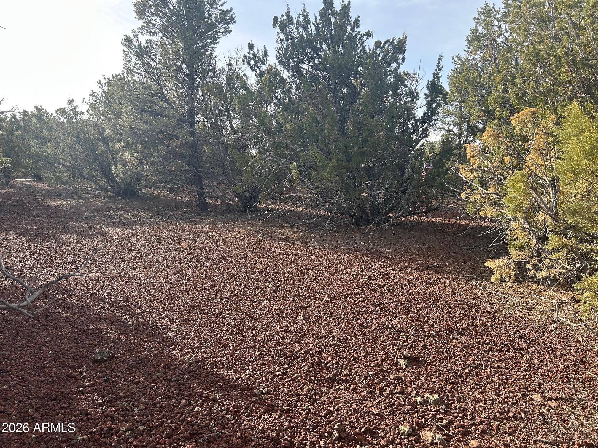 Lot 86 Ricks Road, Unit 86 Concho, AZ 85924 - Photo 9 of 14 a view of a yard with a tree