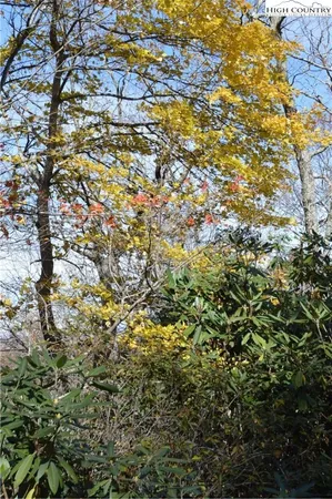 a view of a tree