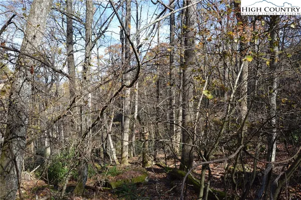 a view of tree