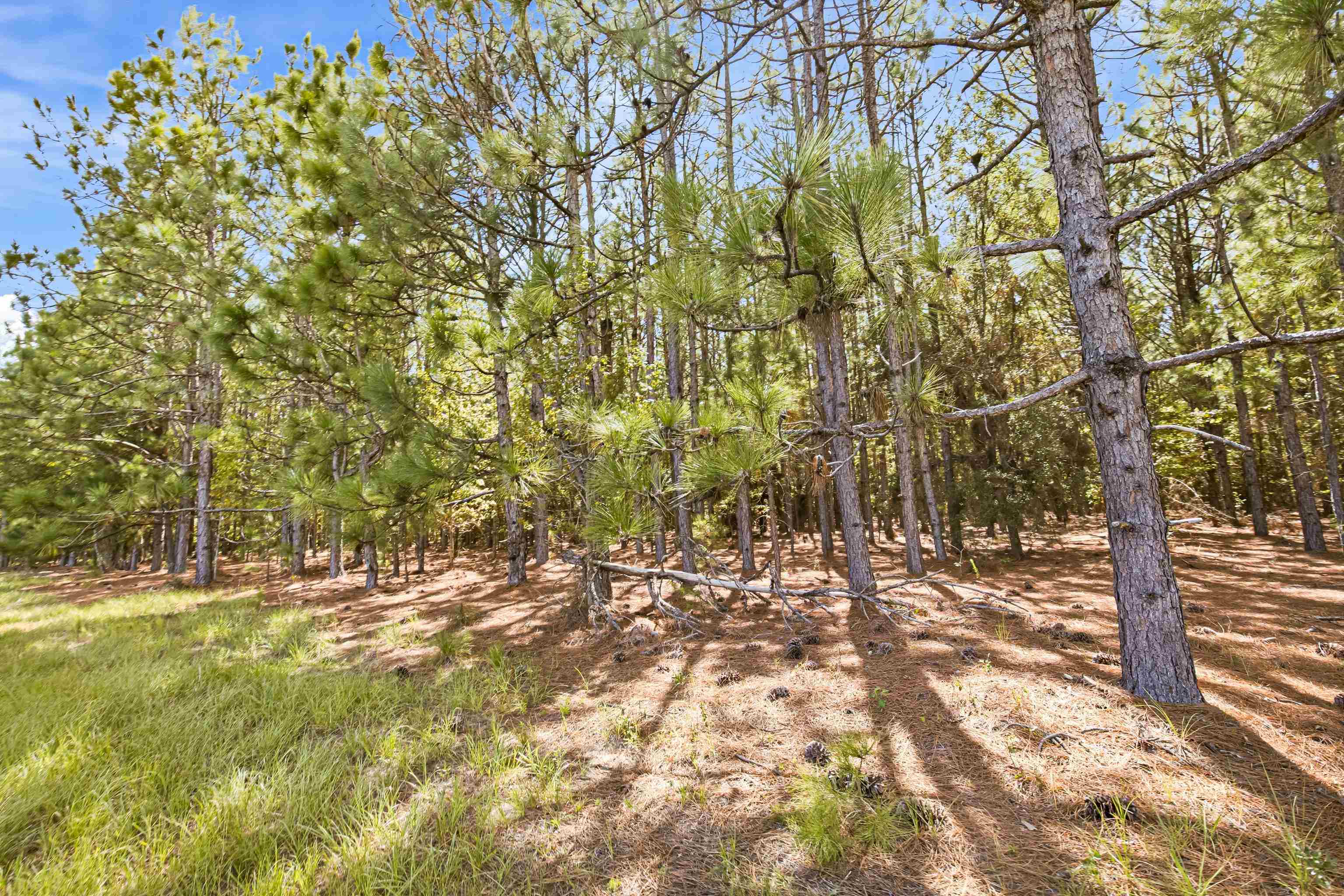 1569 Dave Plowden Pond Road Manning, SC 29102 - Photo 5 of 92 Gallery Image 5