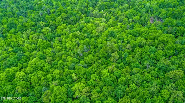 a view of a lush green space