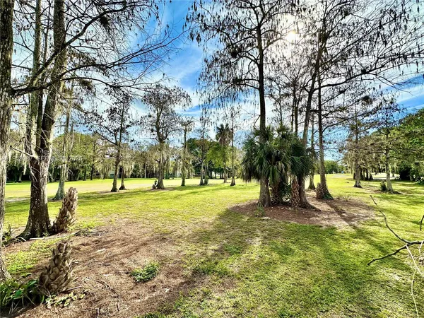 a view of a park with large trees