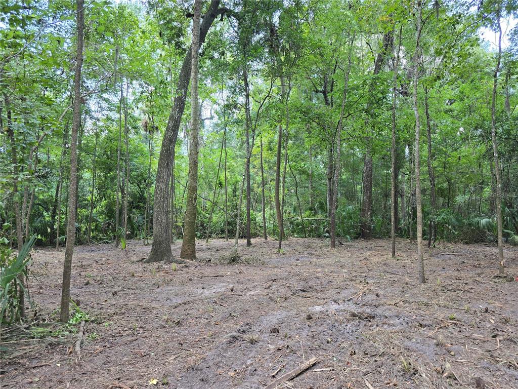 2381 North Junglecamp Road Inverness, FL 34453 - Photo 5 of 15