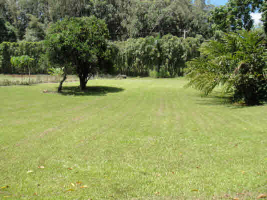 Puupilo Road, Unit B B Kapaa, HI 96746 - Photo 3 of 11 a view of a tree in a yard