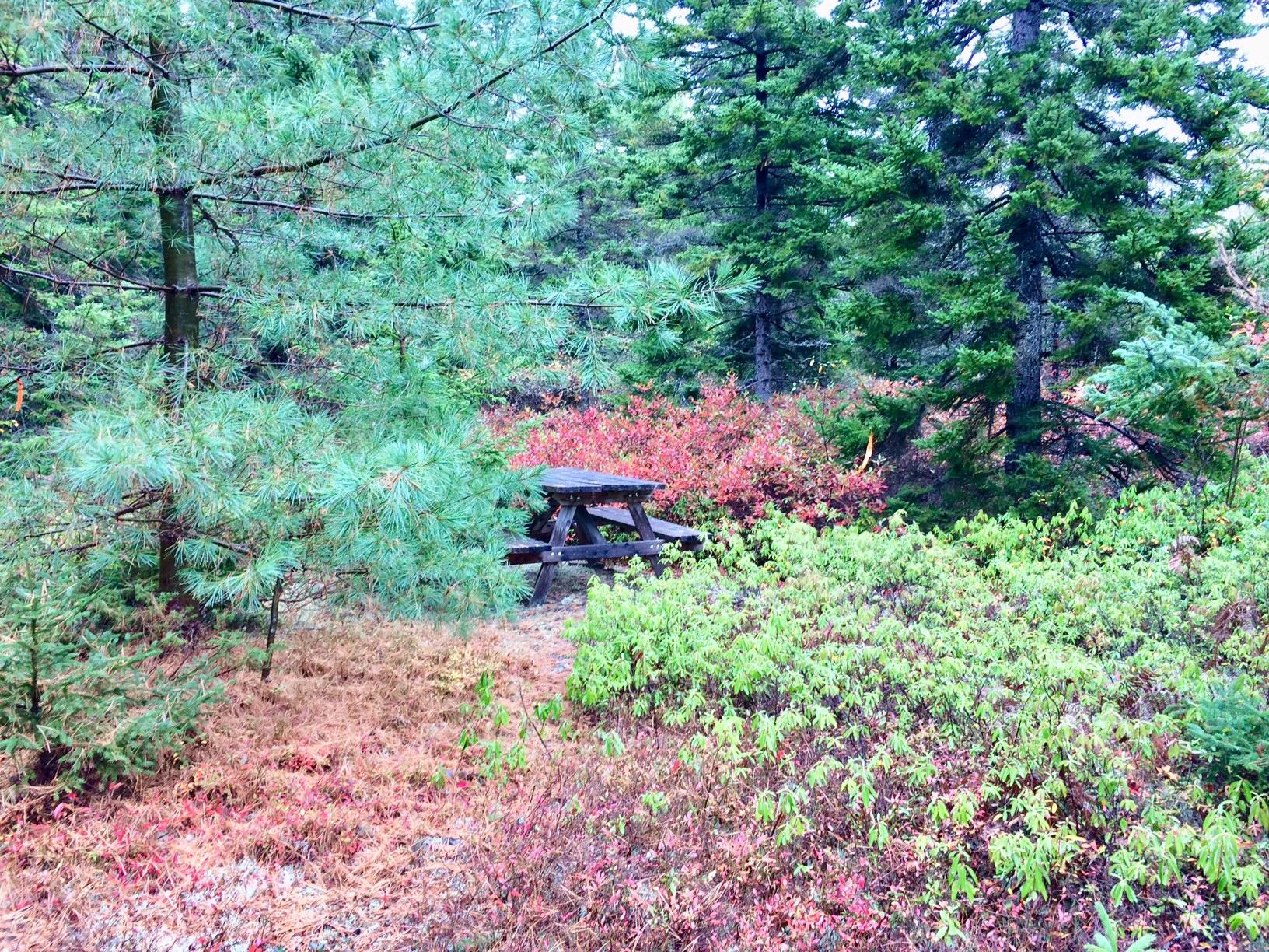 355 Tremont Road Tremont, ME 04612 - Photo 19 of 28 Hamblenpiccnictable
