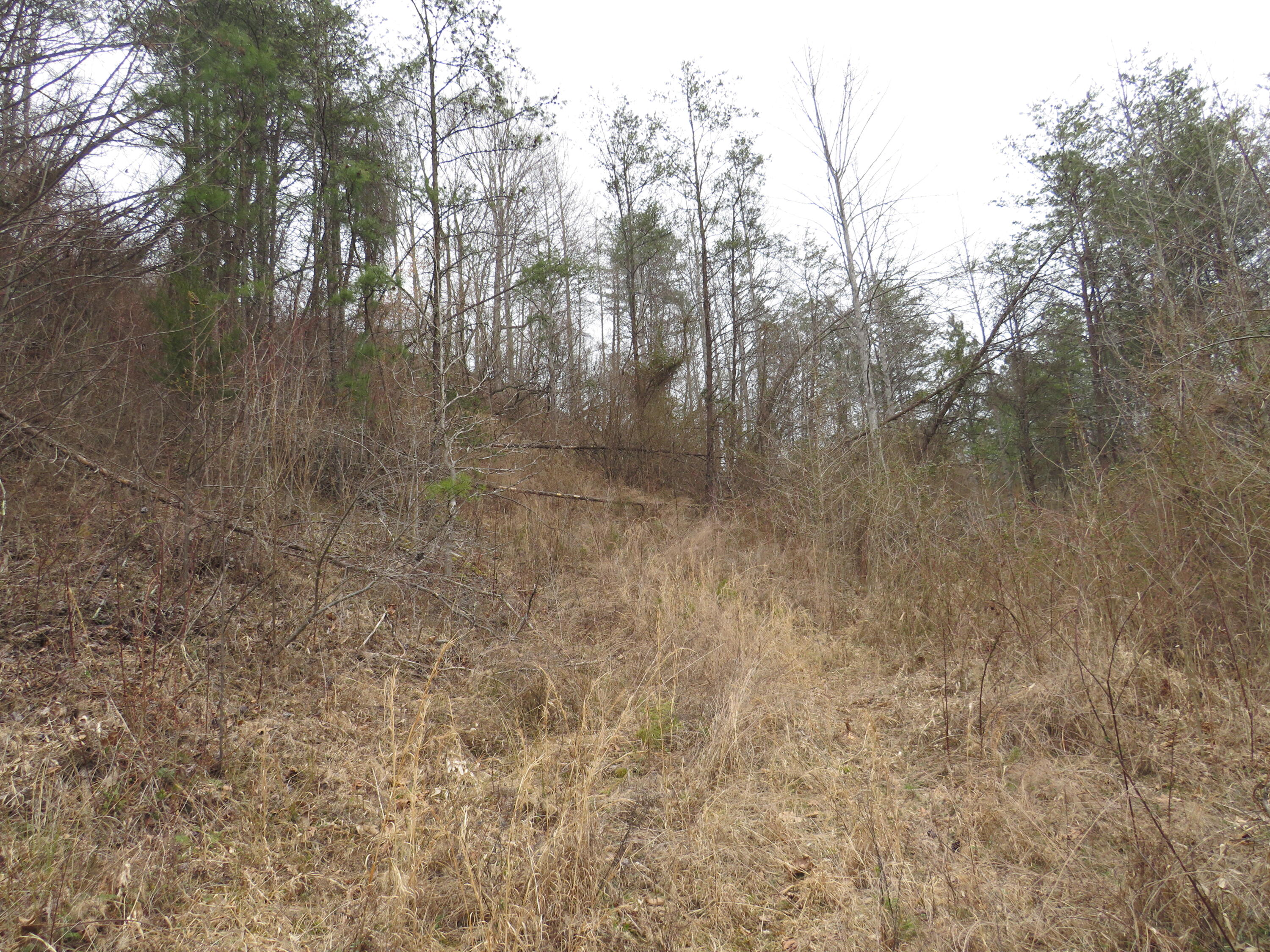 0 Catron Branch Road Bryants Store, KY 40921 - Photo 19 of 47 IMG_3634