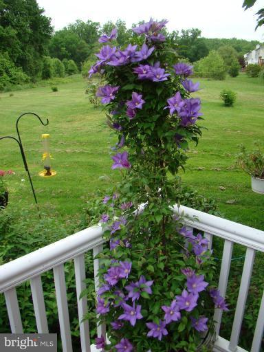 4640 Bucks School House Road Rosedale, MD 21237 - Photo 22 of 29 Lush green lawn