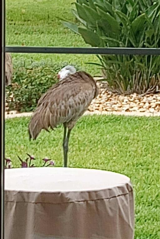 15858 Southwest 11th Court Road Ocala, FL 34473 - Photo 37 of 59 a view of a yard in front of a building
