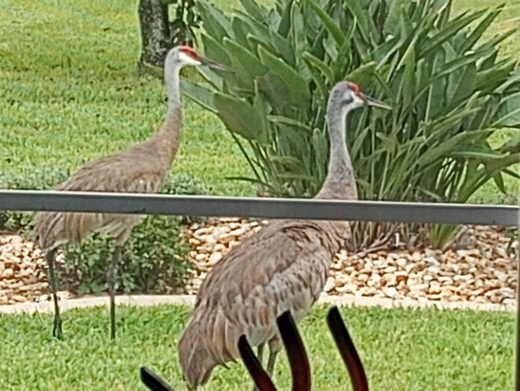 15858 Southwest 11th Court Road Ocala, FL 34473 - Photo 38 of 59