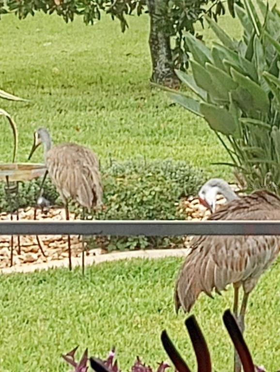 15858 Southwest 11th Court Road Ocala, FL 34473 - Photo 39 of 59 a view of swimming pool from a balcony