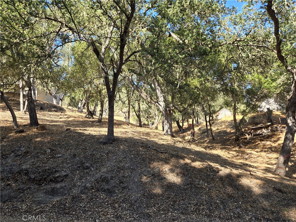 a view of dirt yard with a tree