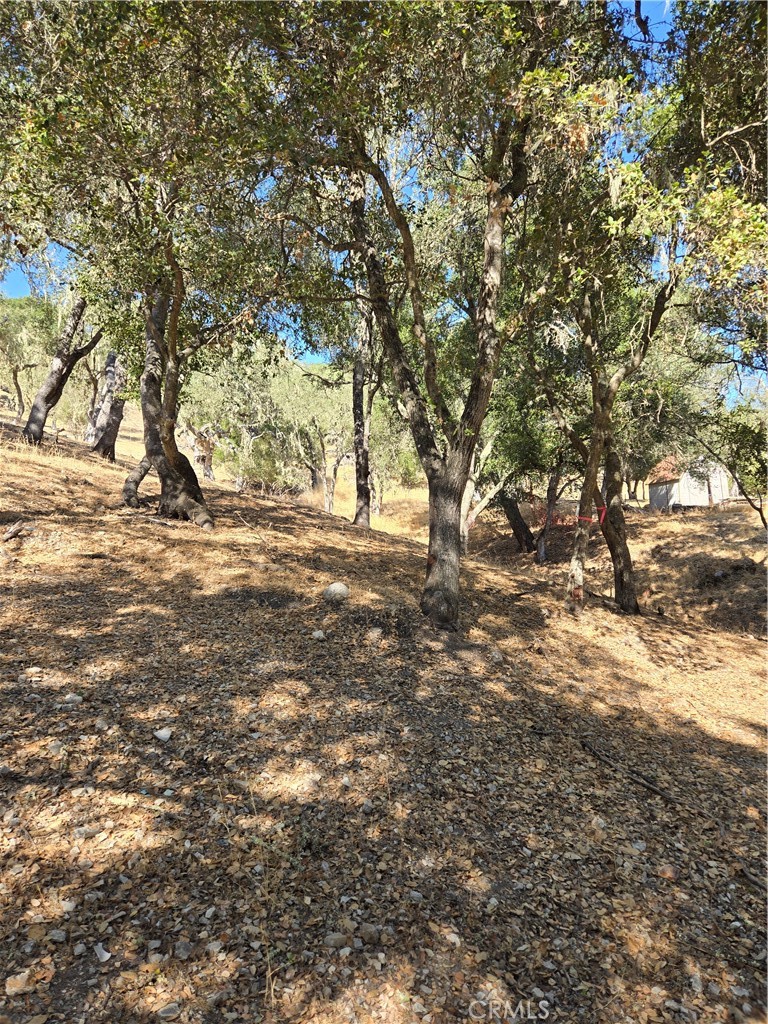 6525 Navarette Avenue Atascadero, CA 93422 - Photo 3 of 7 a view of dirt yard with a tree