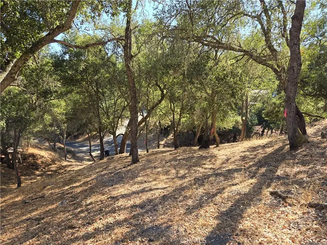 a view of a tree in the middle of a yard