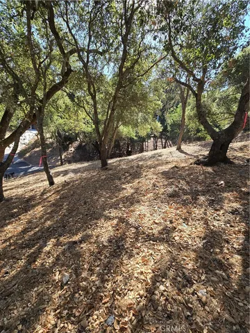 a view of a tree with a yard