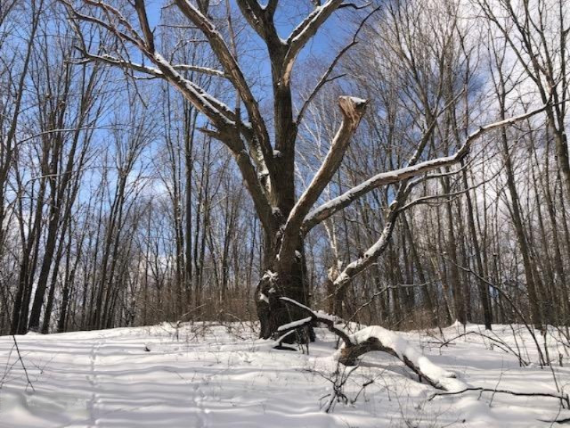 11 11 Mile Road Remus, MI 49340 - Photo 14 of 24 Rolling/Wooded land