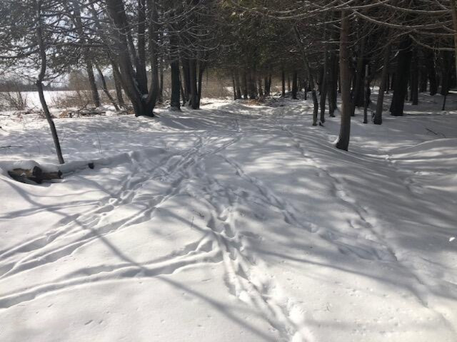 11 11 Mile Road Remus, MI 49340 - Photo 9 of 24 Lots of deer signr