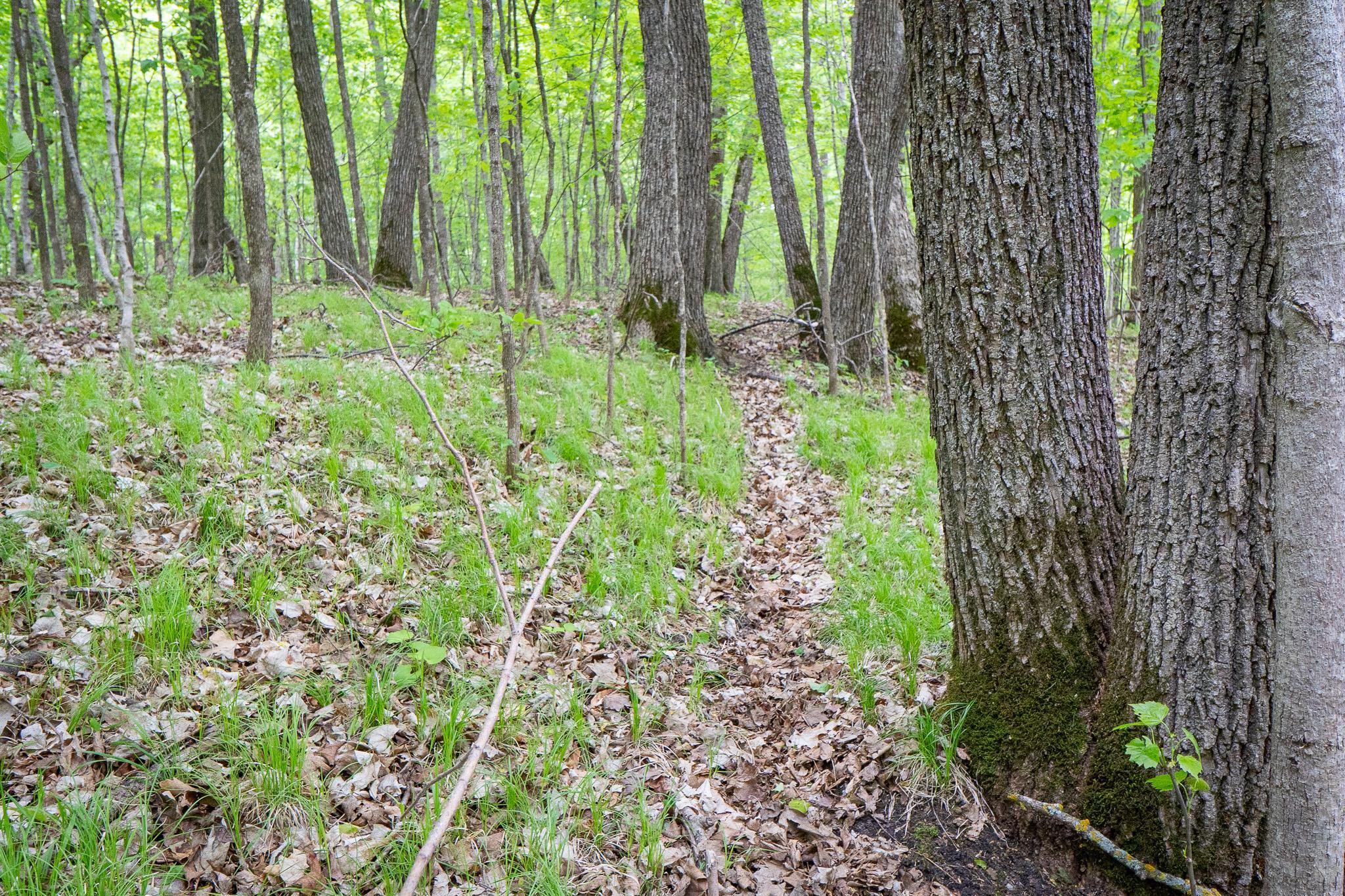 Lot 9-tbd Northeast Rock Lake Road Rochert, MN 56578 - Photo 13 of 29