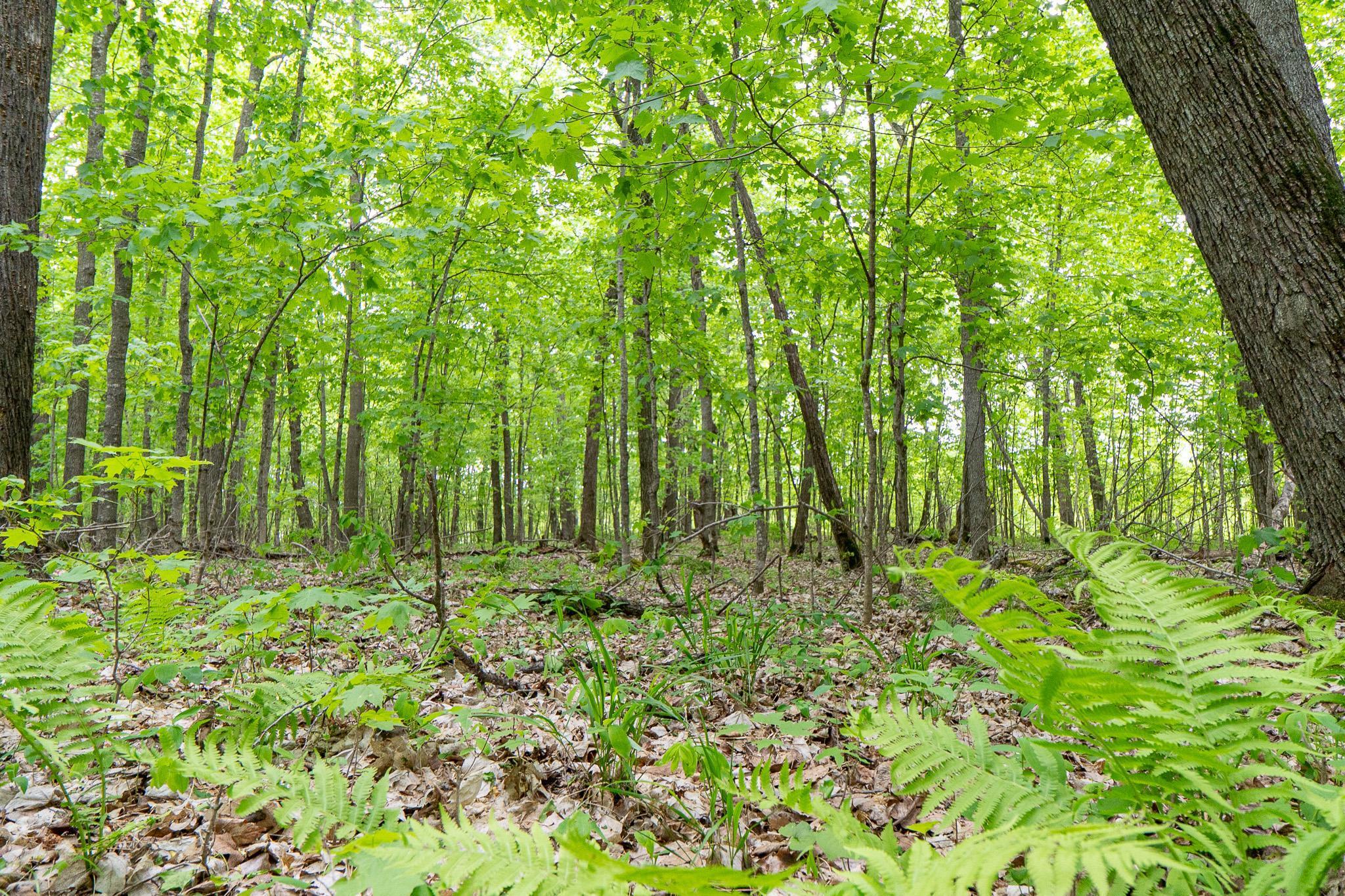 Lot 9-tbd Northeast Rock Lake Road Rochert, MN 56578 - Photo 25 of 29