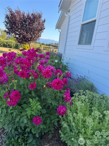 a view of a flower in a garden