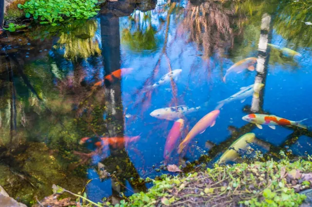 a view of a bunch of flower plants