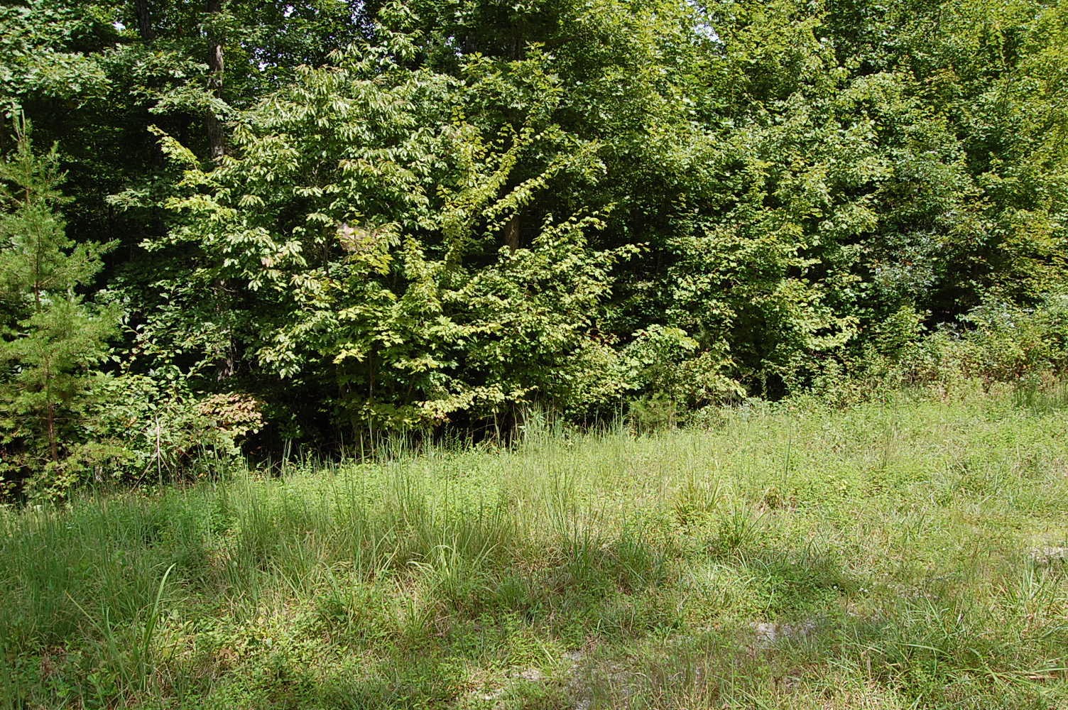 28 High Rocks Trail Spencer, TN 38585 - Photo 4 of 12 Gallery Image 4