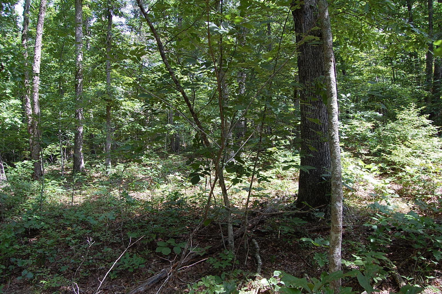 28 High Rocks Trail Spencer, TN 38585 - Photo 8 of 12 Gallery Image 8