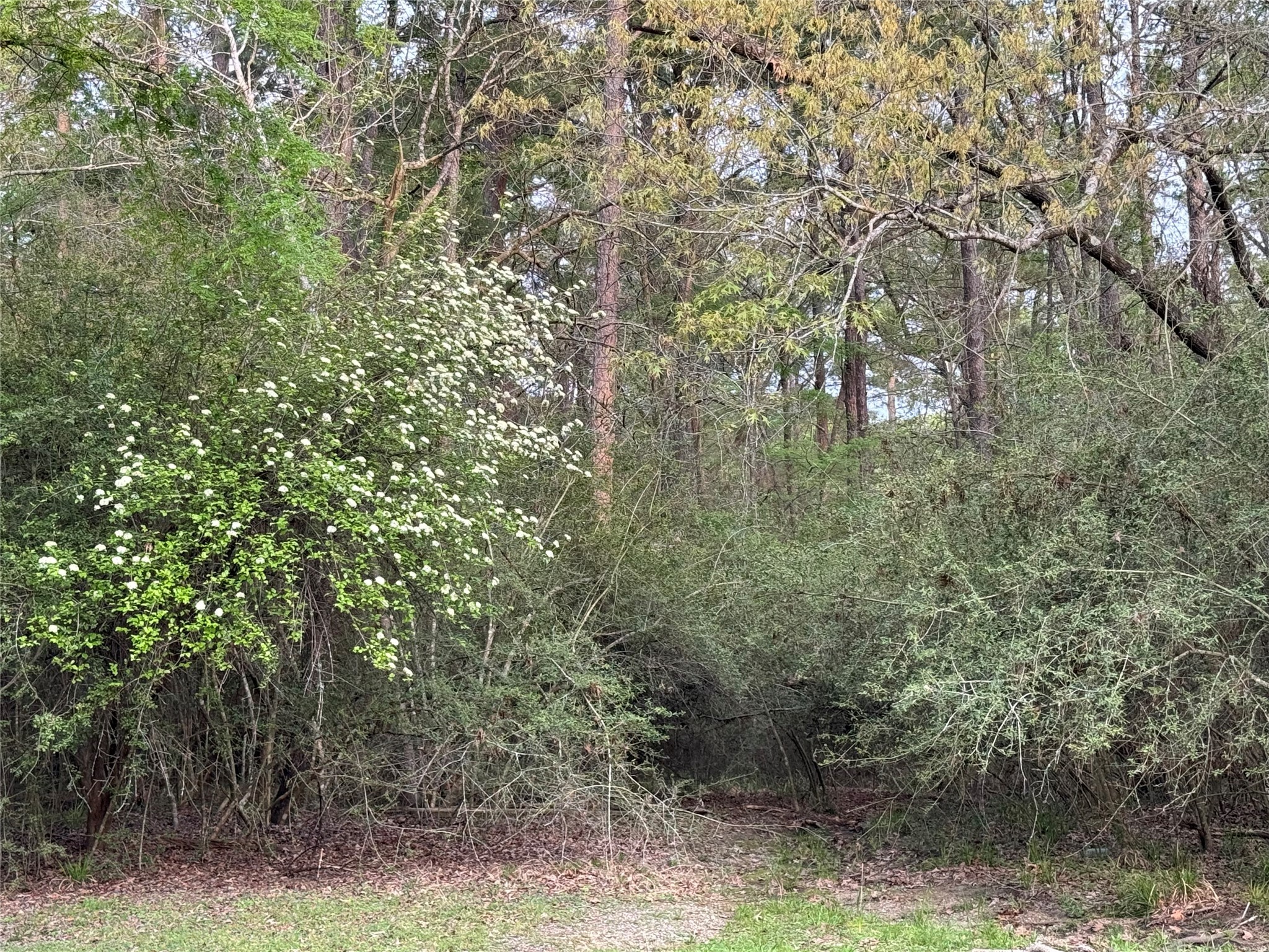 Tbd27 Broadmoor Drive Trinity, TX 75862 - Photo 3 of 6 a view of a forest with trees in the background