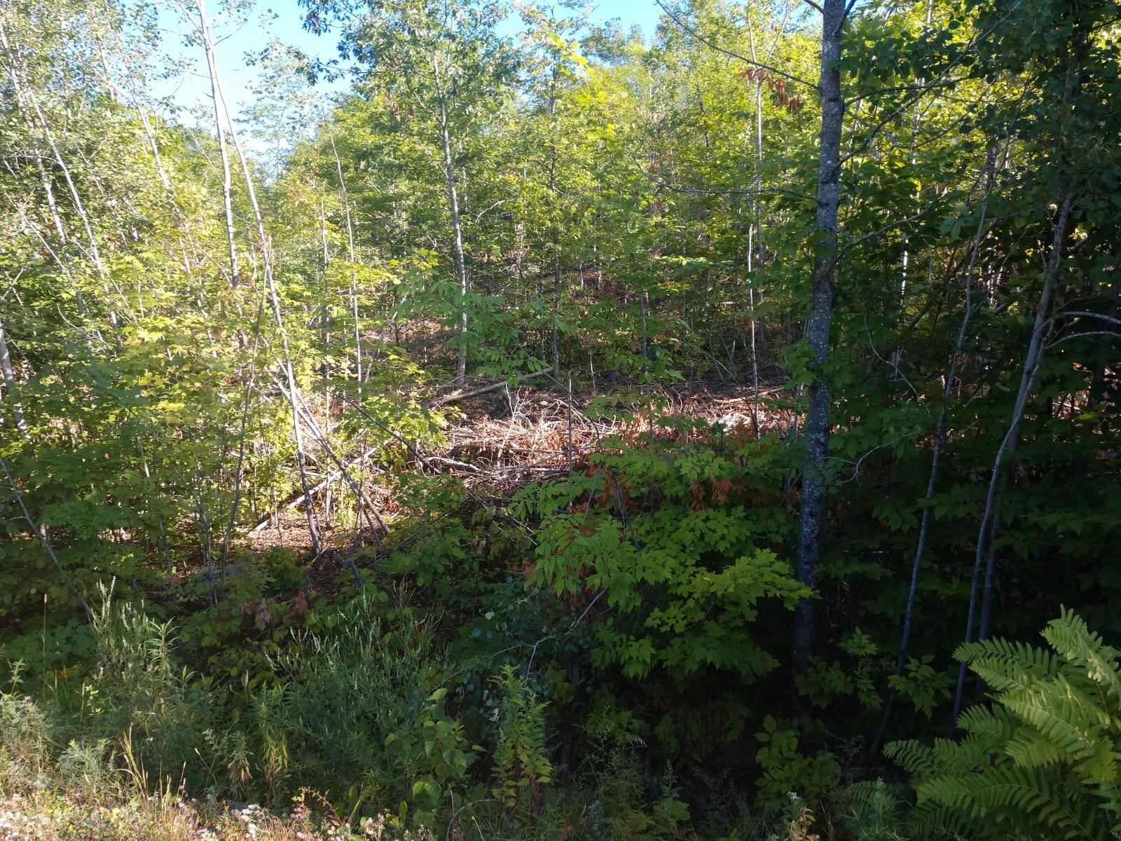 Off Pond Road Dyer Brook, ME 04747 - Photo 5 of 5 IMG_20190823_083041828