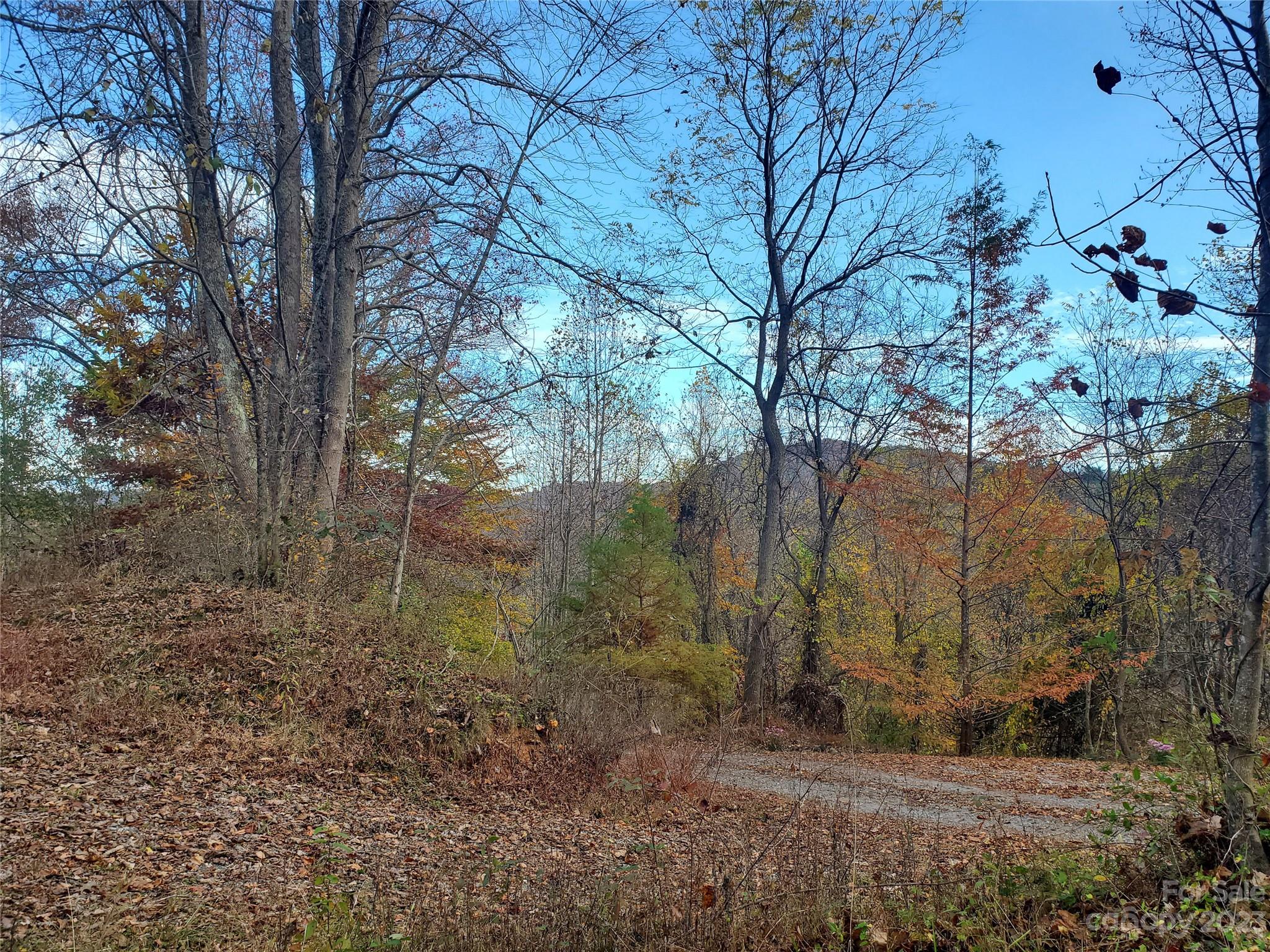 999 Buck Scrape Road Marshall, NC 28753 - Photo 2 of 28 a view of a forest filled with trees
