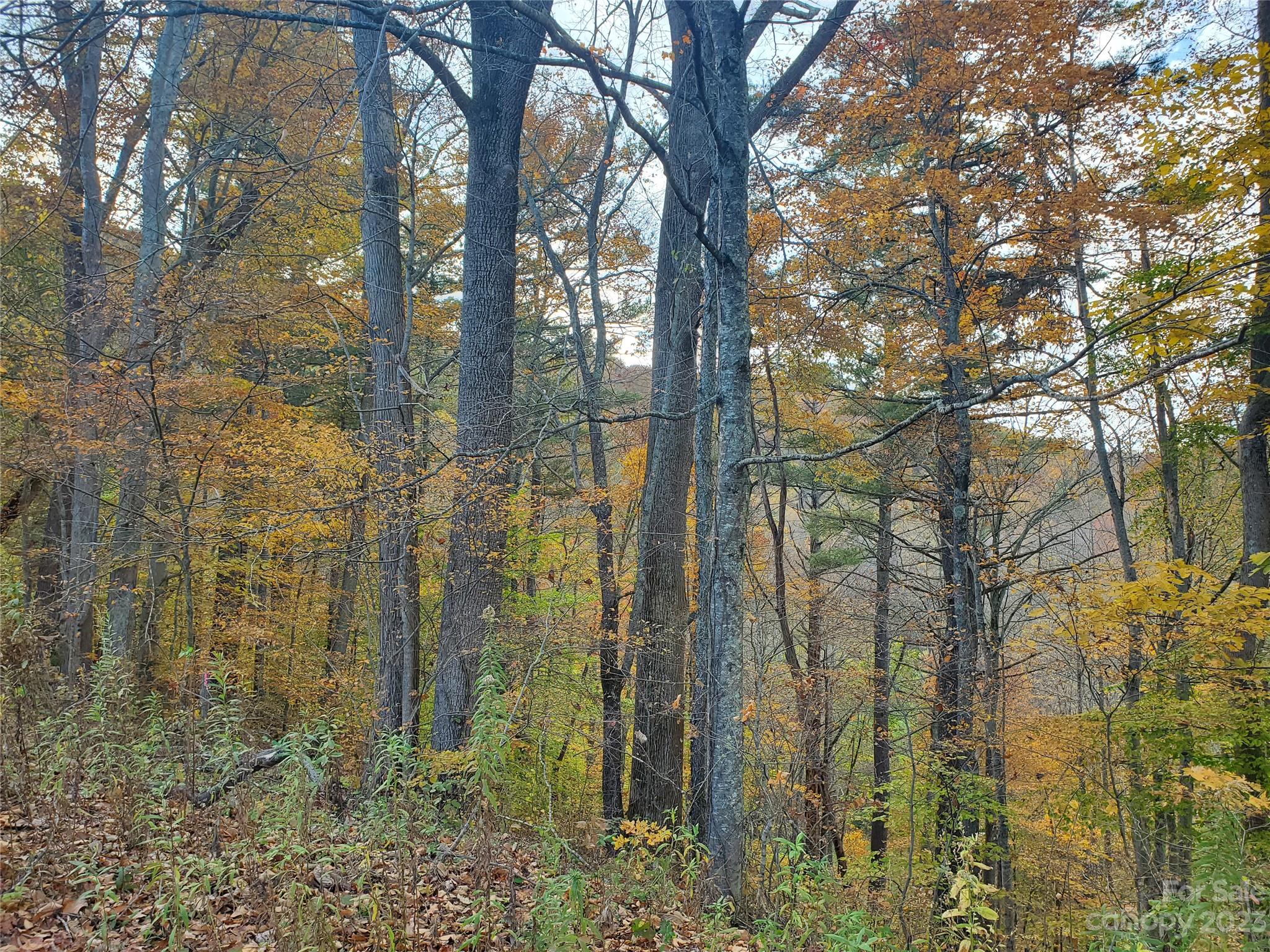 999 Buck Scrape Road Marshall, NC 28753 - Photo 9 of 28 a backyard of a house with lots of trees